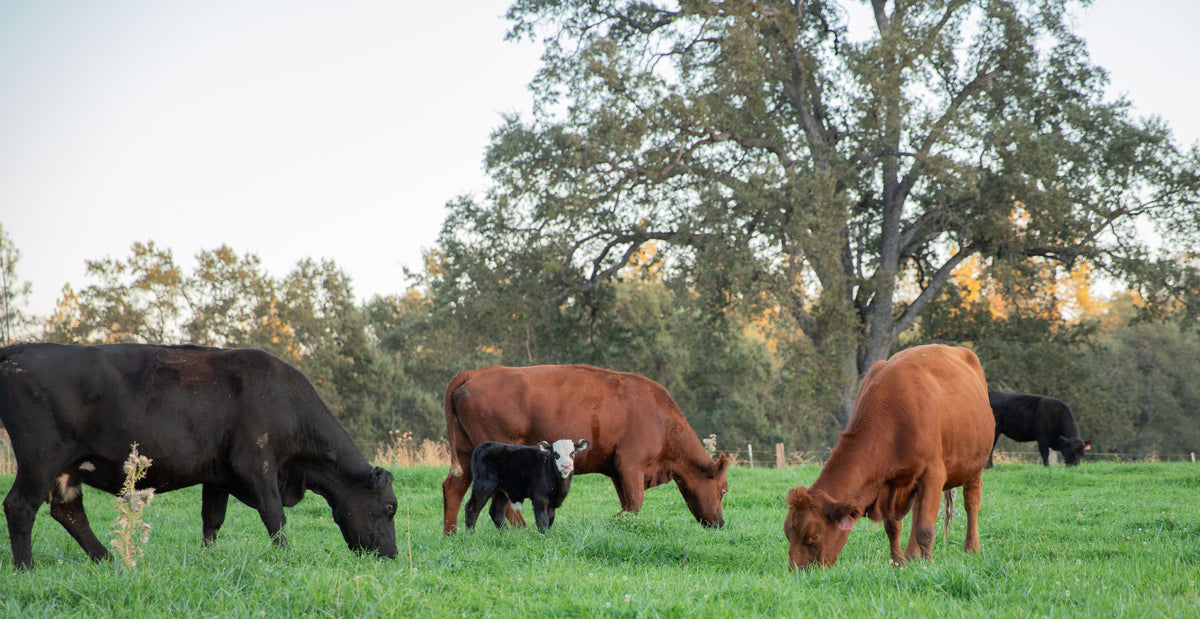 Four generations of ranching.