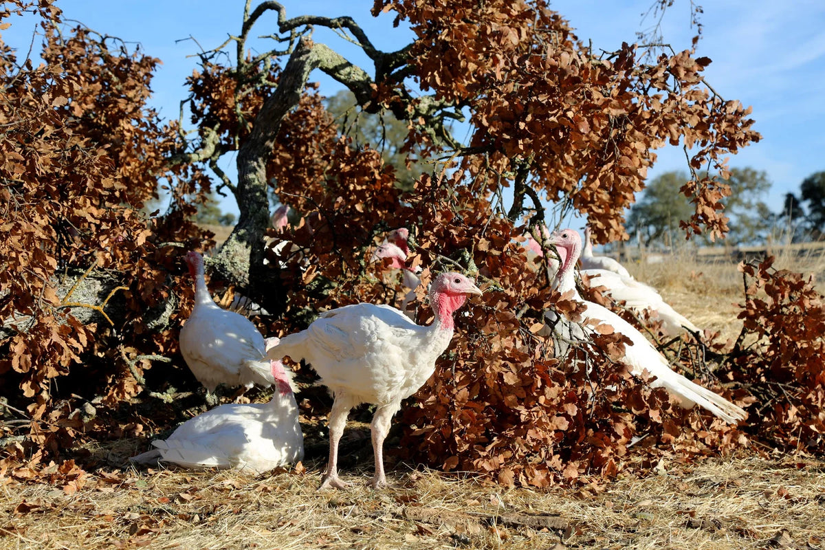 Pasture-raised turkeys at PT Ranch